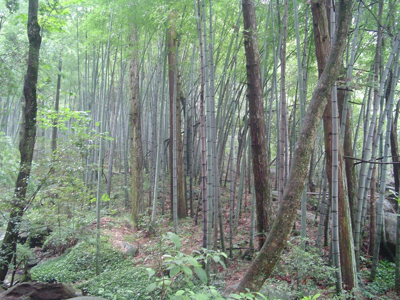 Loess Plateau & Huang He Plain Mixed Forests (PA49)